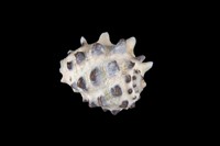 藏品(白齒岩螺)的圖片